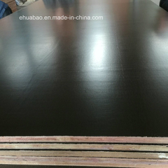 Eucalyptus Plywood Brown Film Phenolic Glue Top Grade